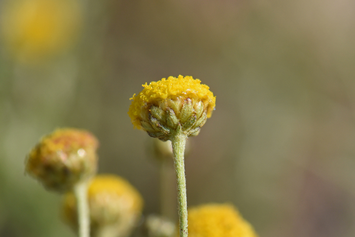 African Sheepbush has bracts surrounding flower heads that are blunt or rounded at the tip; (see photo). Pentzia incana